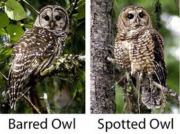 barred vs spotted owl